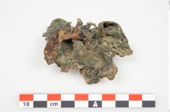 Foto von Bronzephalere (NHMW-PRAE-026057)